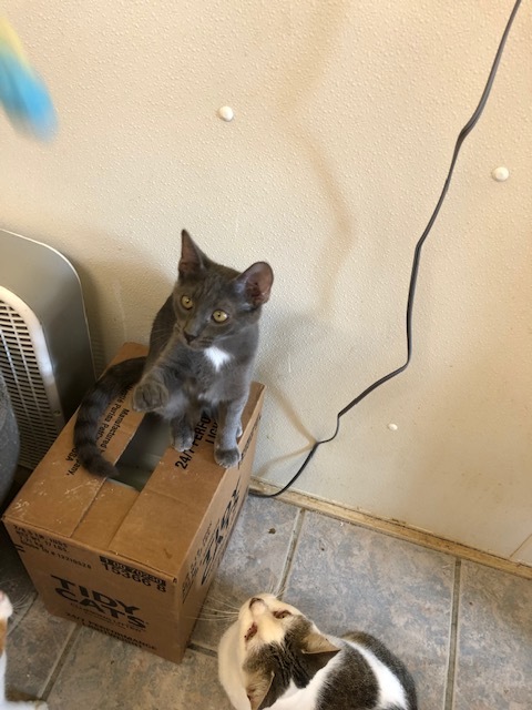 Enlarge VIVO!, a Adoptable mixed breed in Owensboro, KY image 4/10