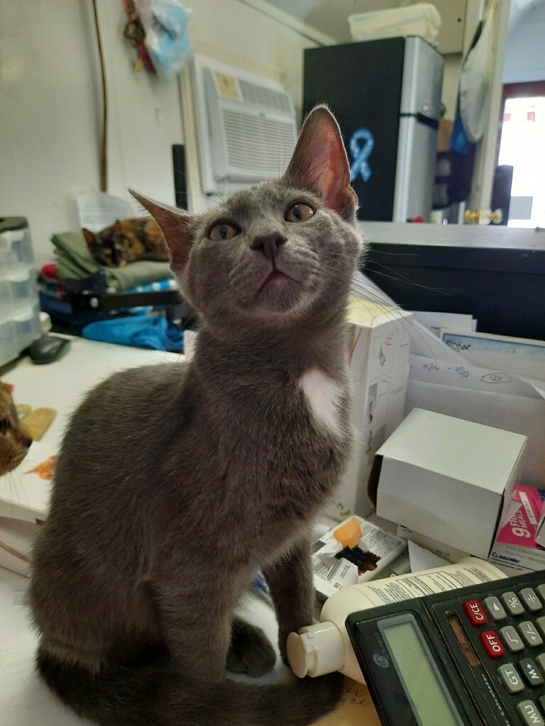 Enlarge VIVO!, a Adoptable mixed breed in Owensboro, KY image 5/10