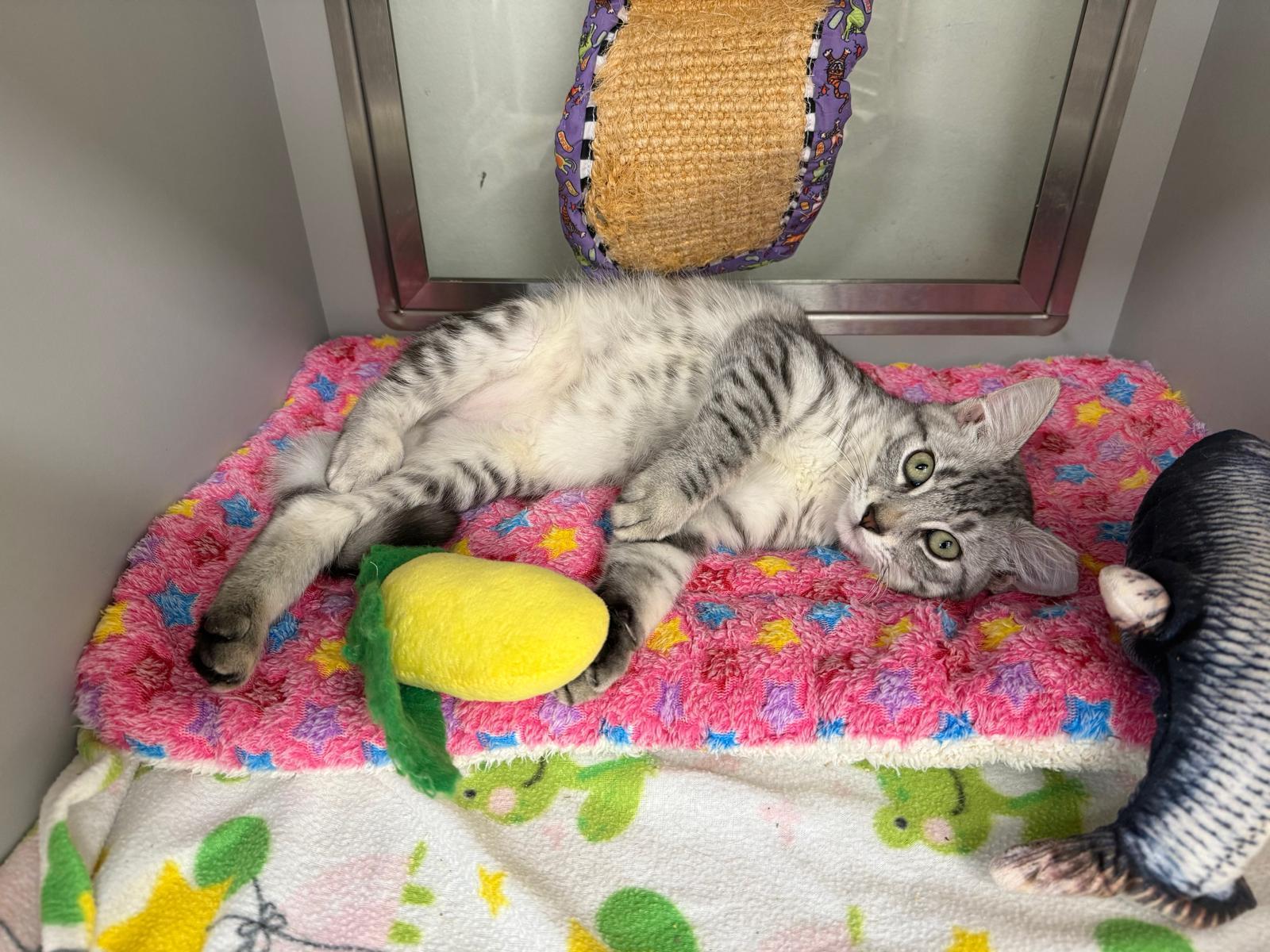 Tiramisu , a Adoptable Domestic Short Hair in Miami Beach, FL image 1/5