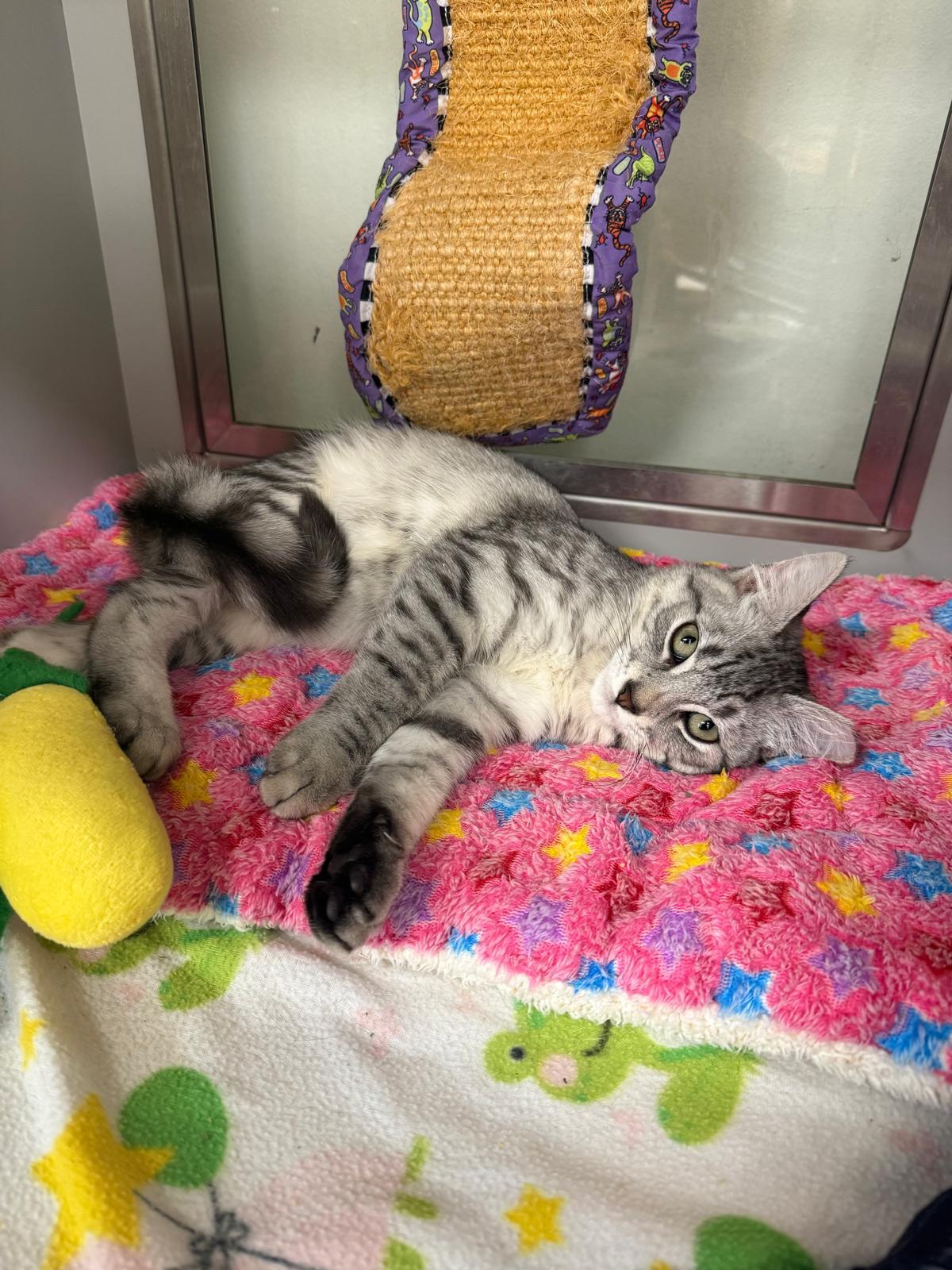 Tiramisu , a Adoptable Domestic Short Hair in Miami Beach, FL image 2/5