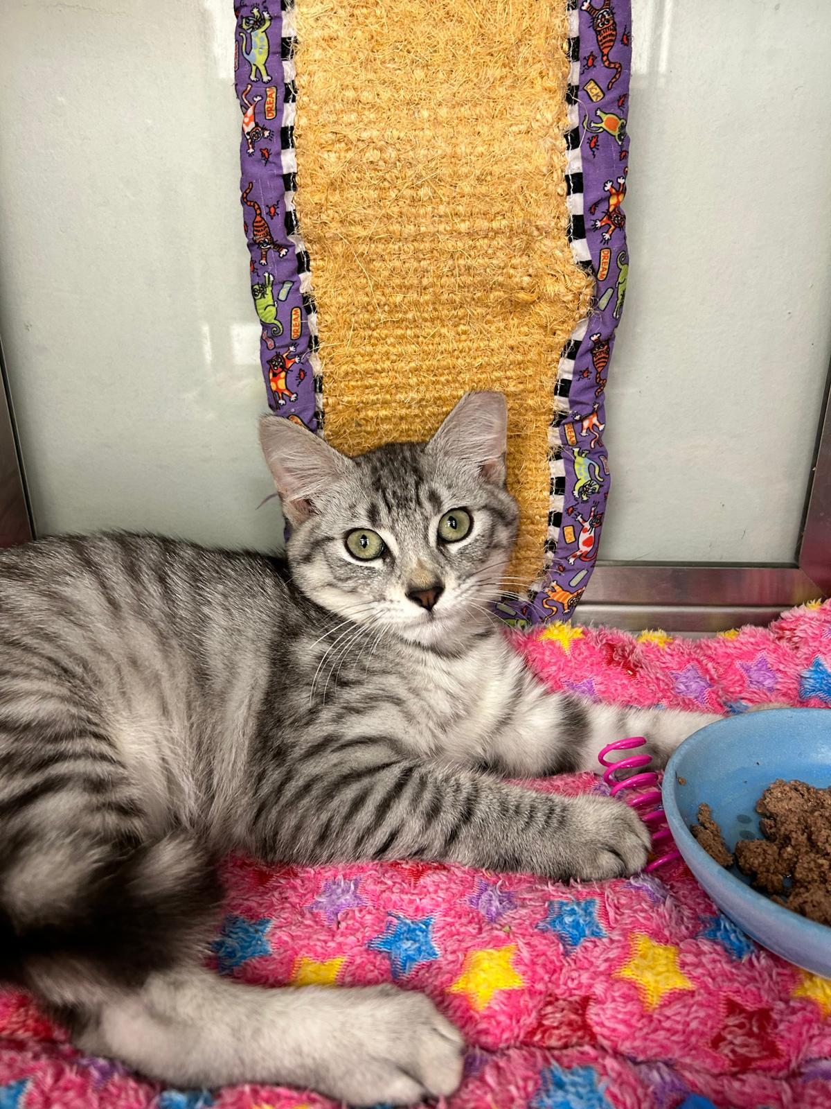 Tiramisu , a Adoptable Domestic Short Hair in Miami Beach, FL image 3/5