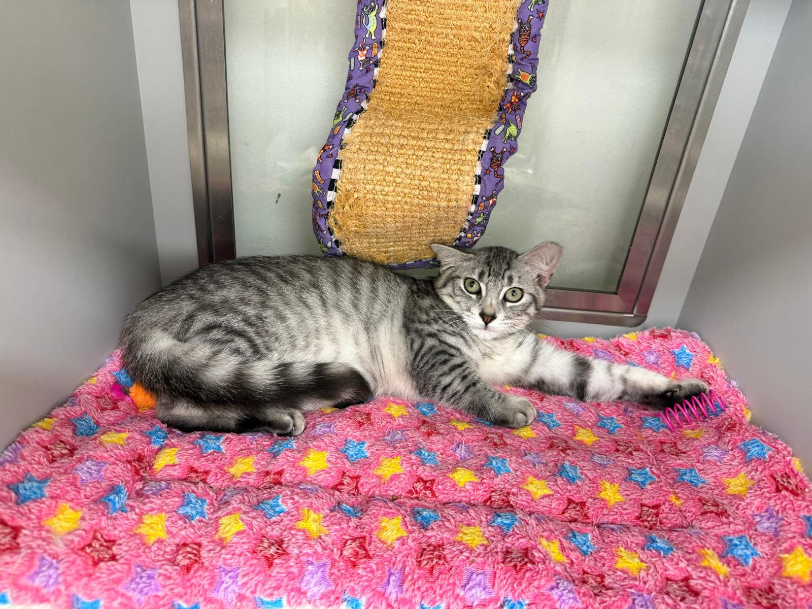 Tiramisu , a Adoptable Domestic Short Hair in Miami Beach, FL image 4/5