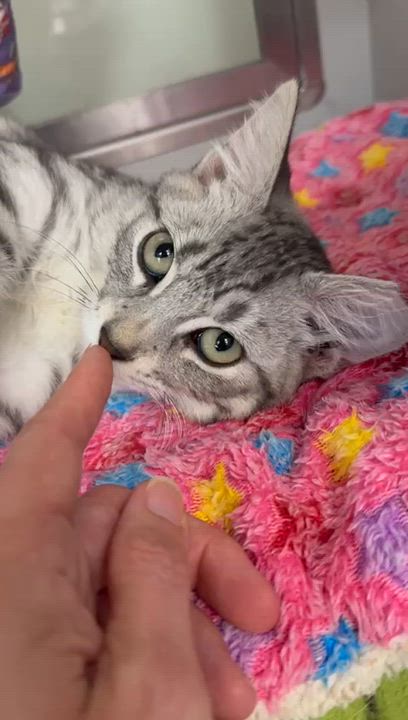 Enlarge Tiramisu , a Adoptable Domestic Short Hair in Miami Beach, FL video 5/5