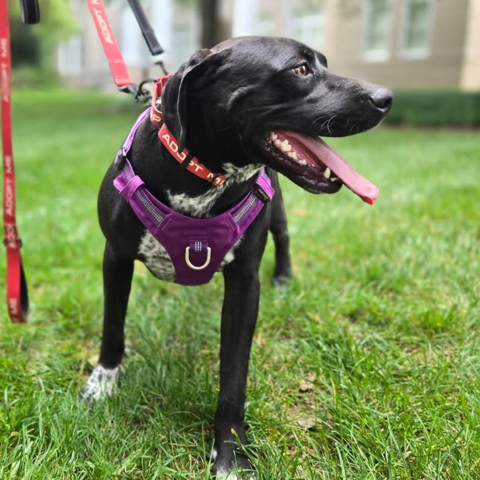 Creed, Adoptable, Adult Male German Shorthaired Pointer & Pit Bull Terrier.