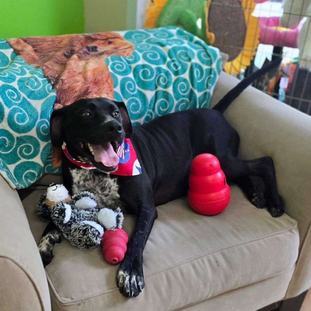 Enlarge Creed, a Adoptable mixed breed in Shelby, NC image 3/5