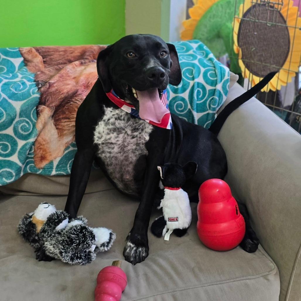 Enlarge Creed, a Adoptable mixed breed in Shelby, NC image 5/5