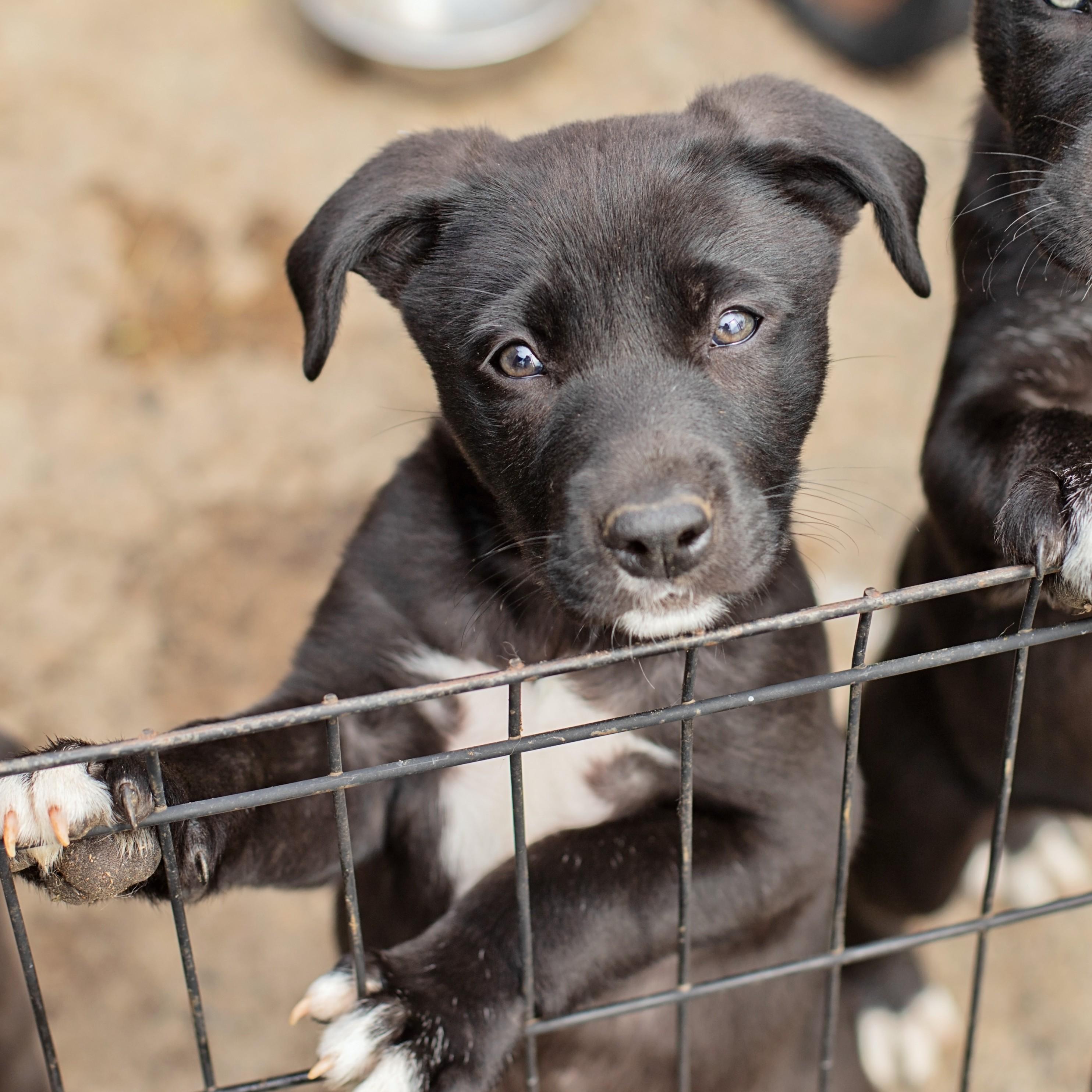 Mustang Sally, adopted, Puppy Female Border Collie.