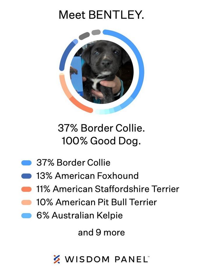 Enlarge Mustang Sally, an adopted mixed breed in Landenberg, PA image 5/5