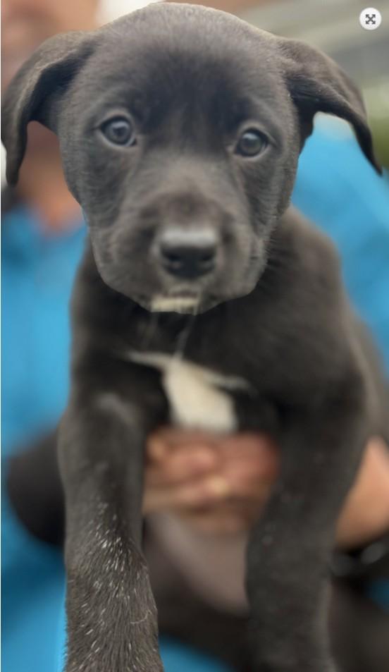 Enlarge Mustang Sally, an adopted mixed breed in Landenberg, PA image 2/5