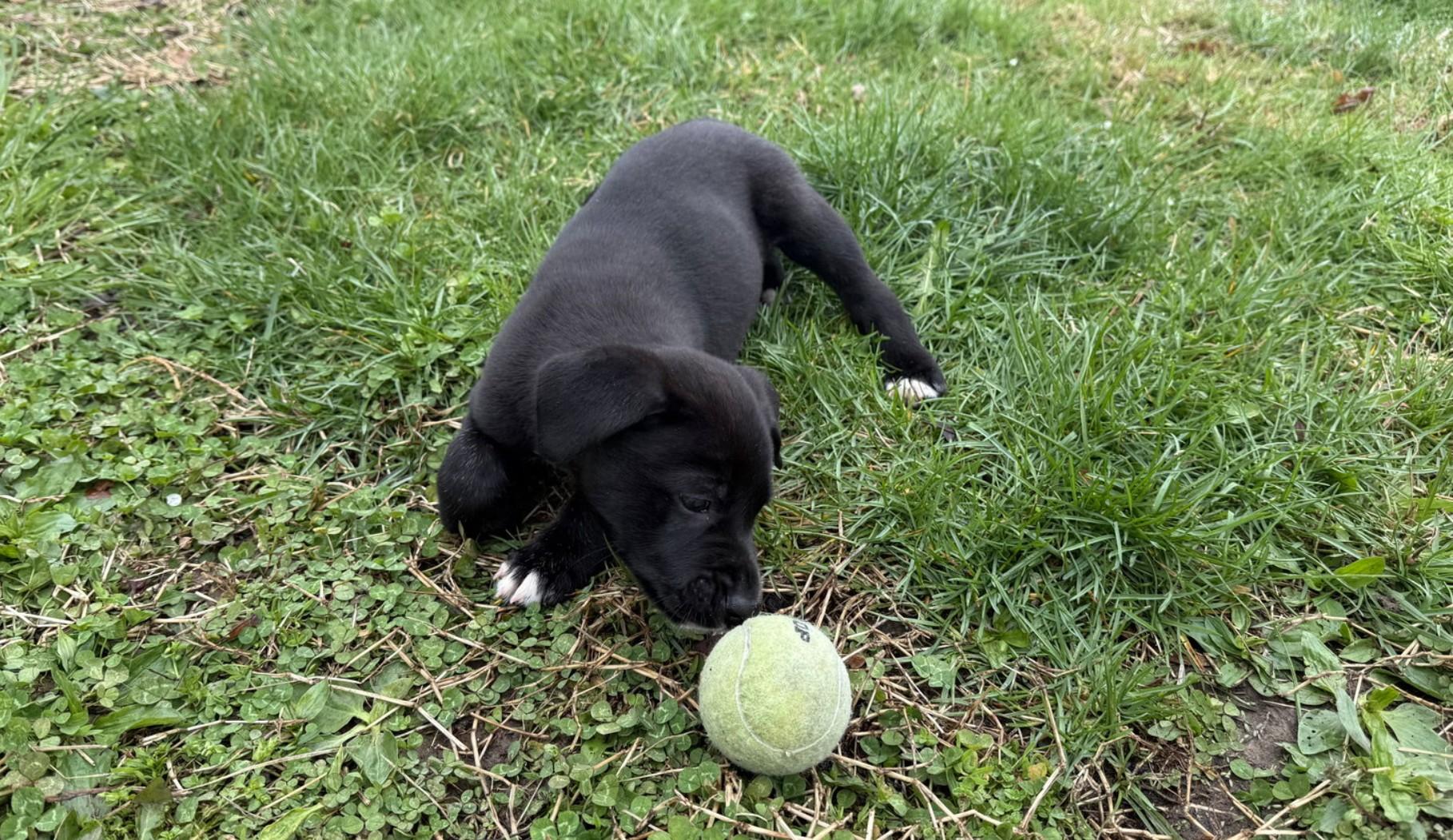 Enlarge Mustang Sally, an adopted mixed breed in Landenberg, PA image 4/5