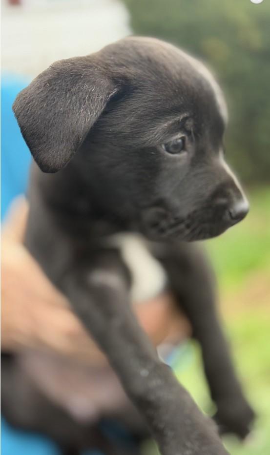 Enlarge Mustang Sally, an adopted mixed breed in Landenberg, PA image 3/5