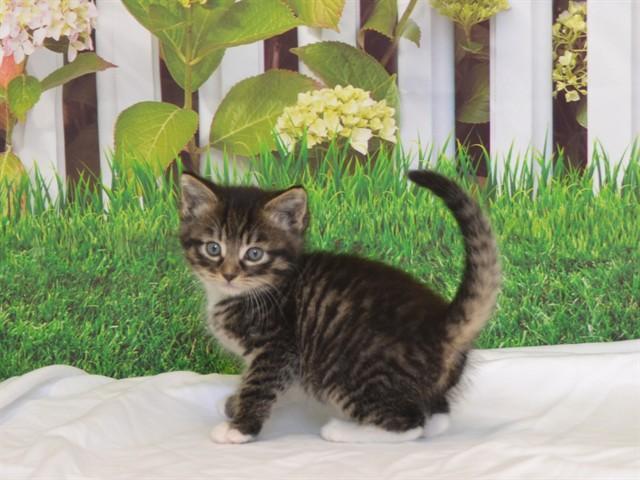 Enlarge ZINNIA, a Adoptable mixed breed in Oroville, CA image 1/1