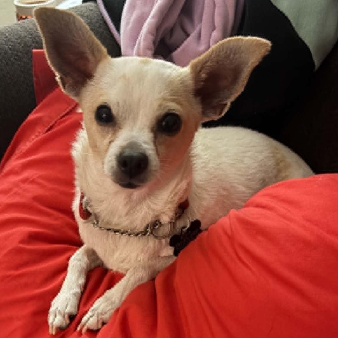 Vera, ADOPTABLE, Adult Female Chihuahua.