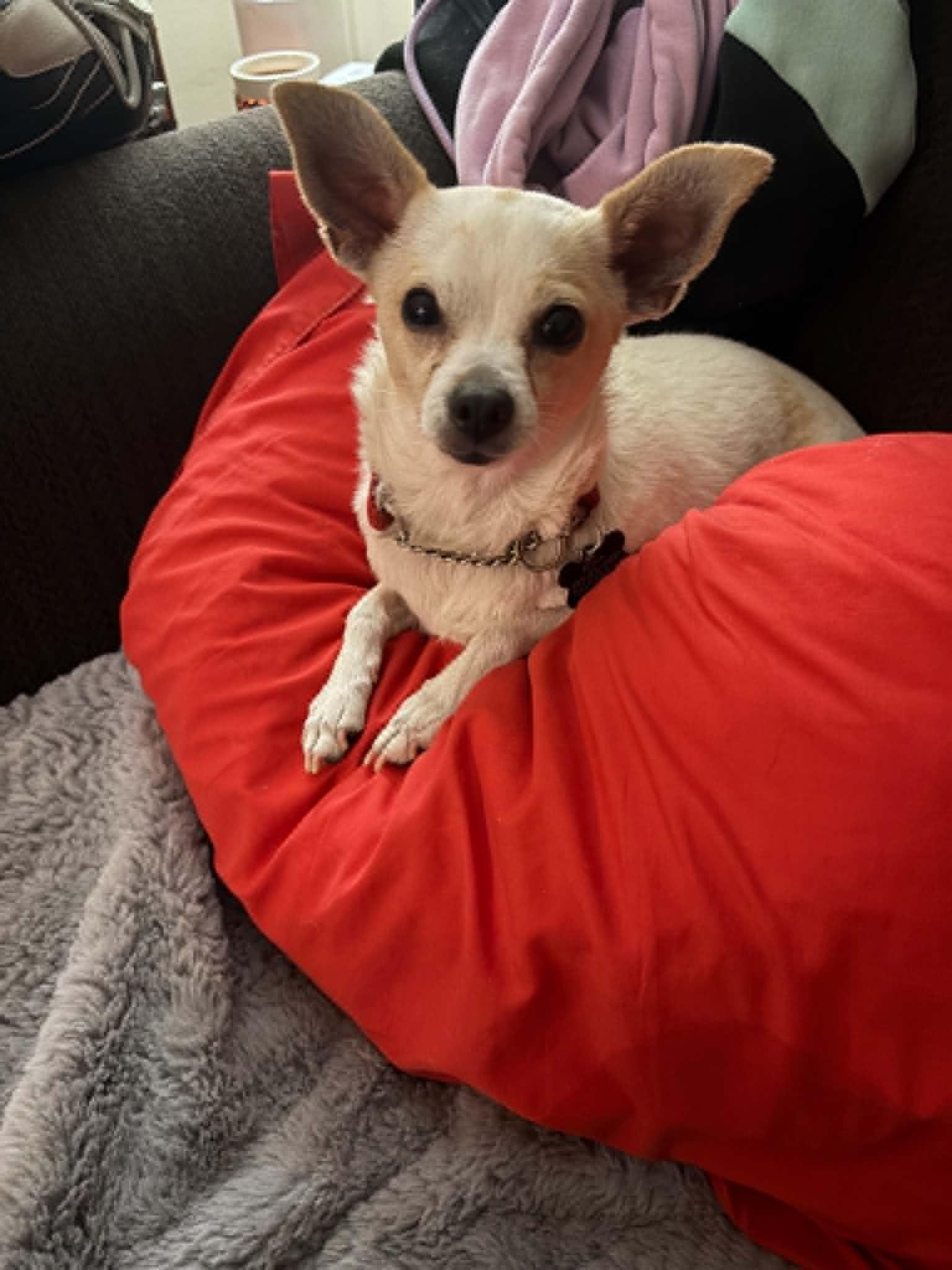 Vera, a ADOPTABLE mixed breed in Calgary, AB image 5/6