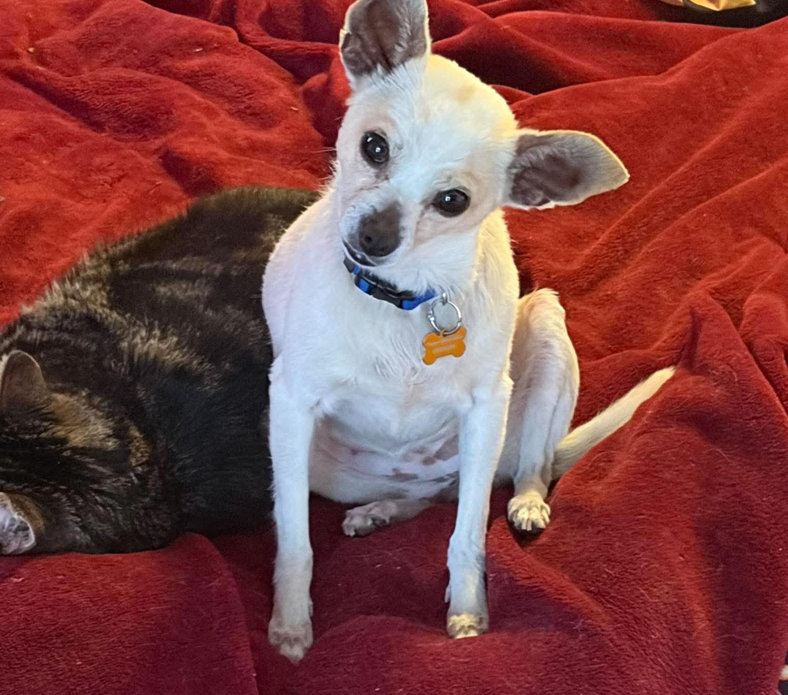 Enlarge Vera, a ADOPTABLE mixed breed in Calgary, AB image 2/6