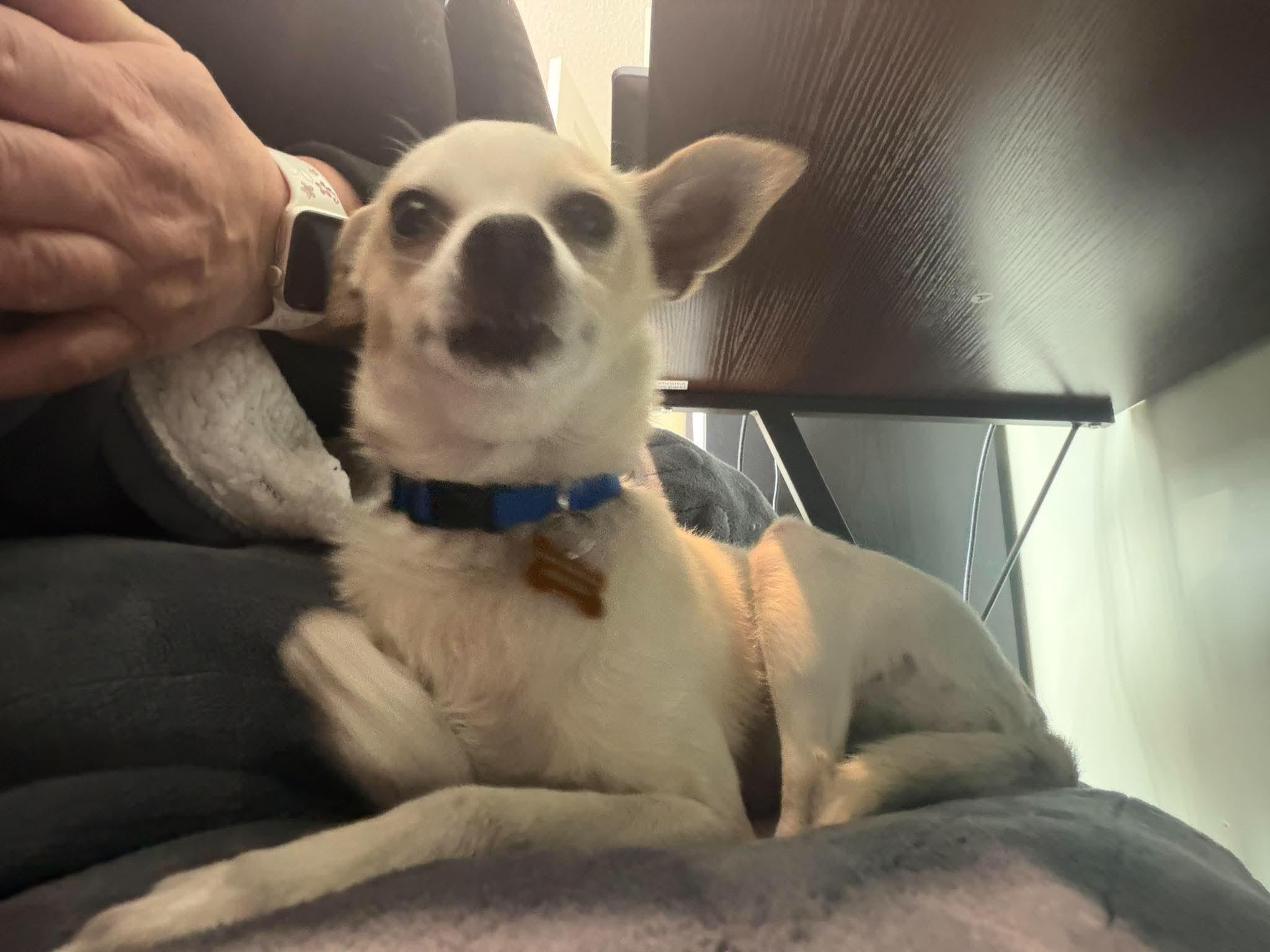 Enlarge Vera, a ADOPTABLE mixed breed in Calgary, AB image 6/6