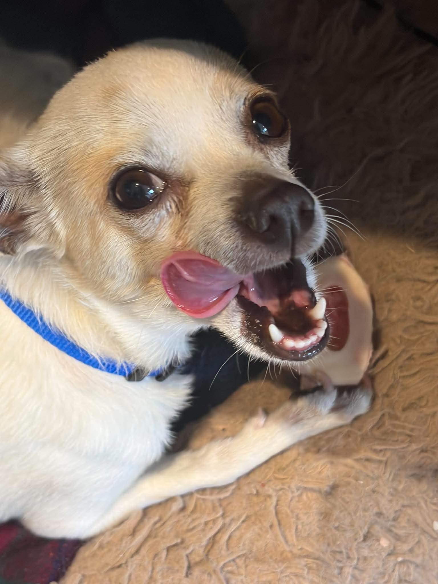 Vera, ADOPTABLE, Adult Female Chihuahua.