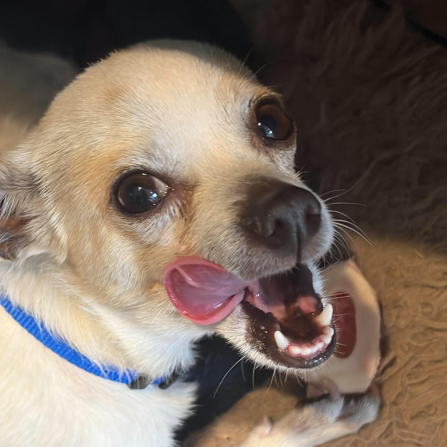 Vera, a ADOPTABLE mixed breed in Calgary, AB image 2/6