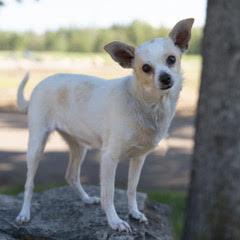 Vera, ADOPTABLE, Adult Female Chihuahua.