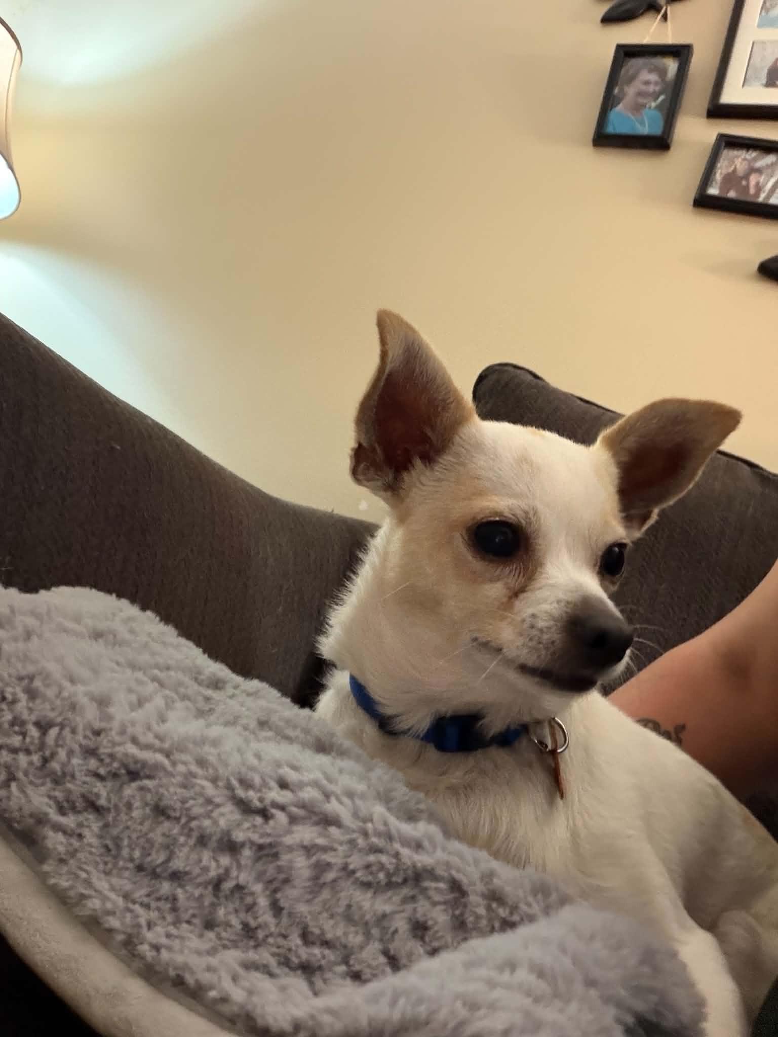 Vera, a ADOPTABLE mixed breed in Calgary, AB image 6/6