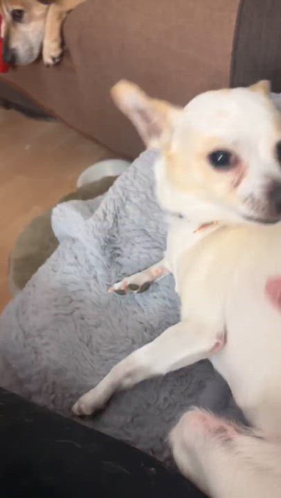 Enlarge Vera, a ADOPTABLE mixed breed in Calgary, AB video 4/6