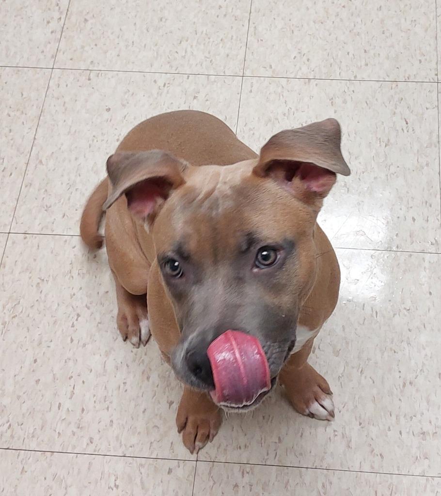 Enlarge Princess Peach, a Adoptable mixed breed in Mocksville, NC image 1/4