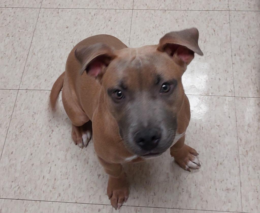 Enlarge Princess Peach, a Adoptable mixed breed in Mocksville, NC image 2/4