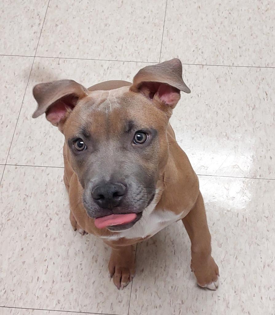 Enlarge Princess Peach, a Adoptable mixed breed in Mocksville, NC image 3/4