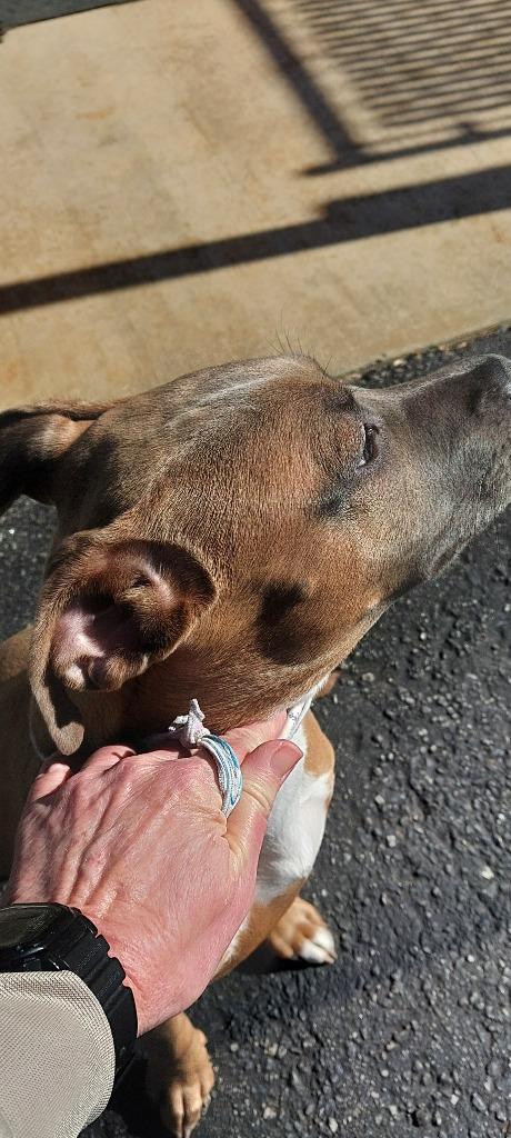 Enlarge Princess Peach, a Adoptable mixed breed in Mocksville, NC image 4/4