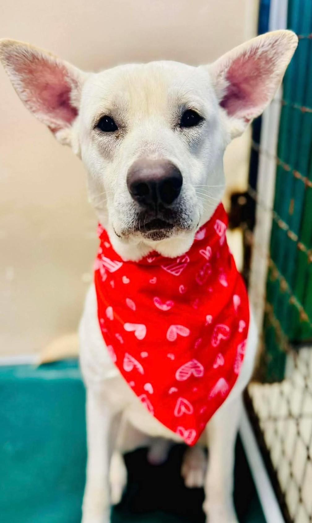 Enlarge PHOENIX, a ADOPTABLE Shepherd in Coudersport, PA image 1/1