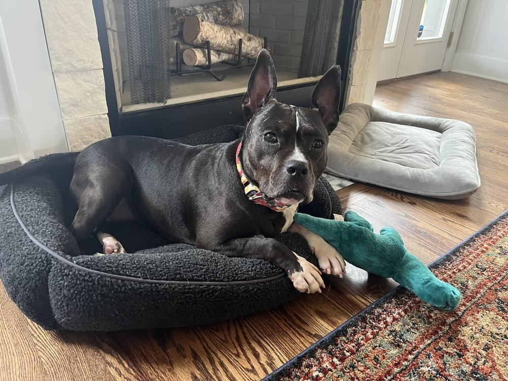 Proud Mary - 4030TN, Adoptable, Senior Female American Staffordshire Terrier & Bull Terrier.