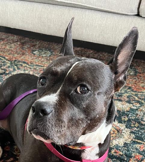 Proud Mary - 4030TN, a Adoptable mixed breed in Maryville, TN image 2/5