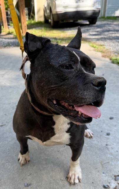 Enlarge Proud Mary - 4030TN, a Adoptable mixed breed in Maryville, TN image 1/6