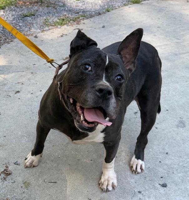 Enlarge Proud Mary - 4030TN, a Adoptable mixed breed in Maryville, TN image 3/6