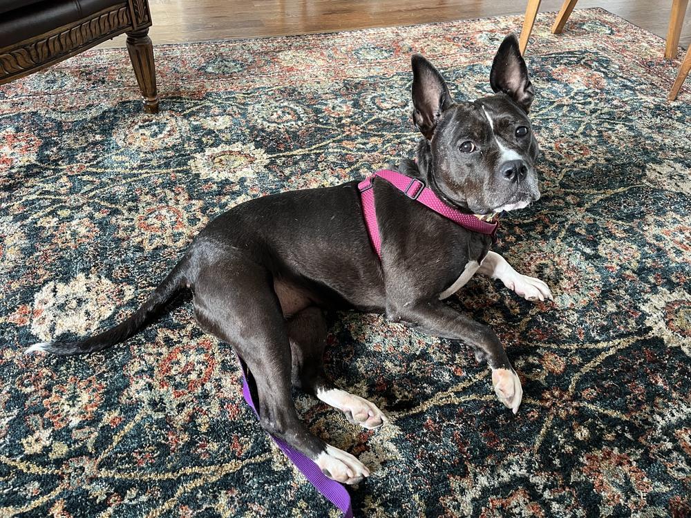 Proud Mary - 4030TN, a Adoptable mixed breed in Maryville, TN image 3/5