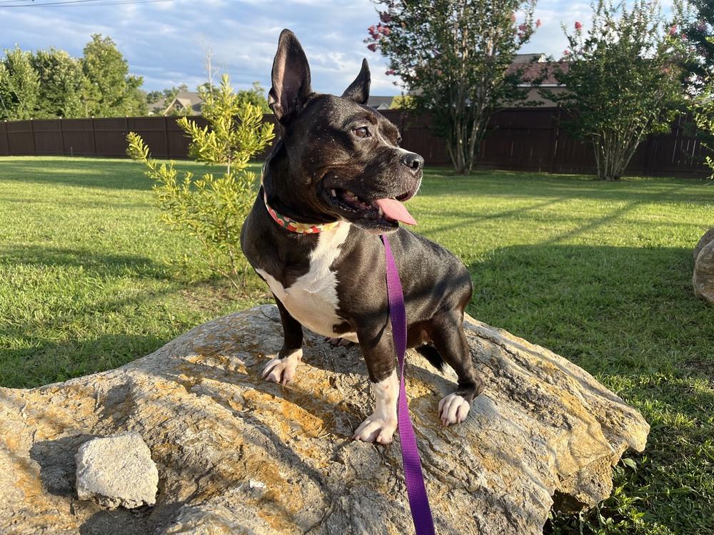 Proud Mary - 4030TN, a Adoptable mixed breed in Maryville, TN image 4/5