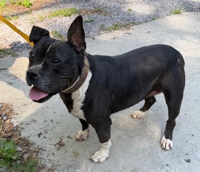 Enlarge Proud Mary - 4030TN, a Adoptable mixed breed in Maryville, TN image 4/6