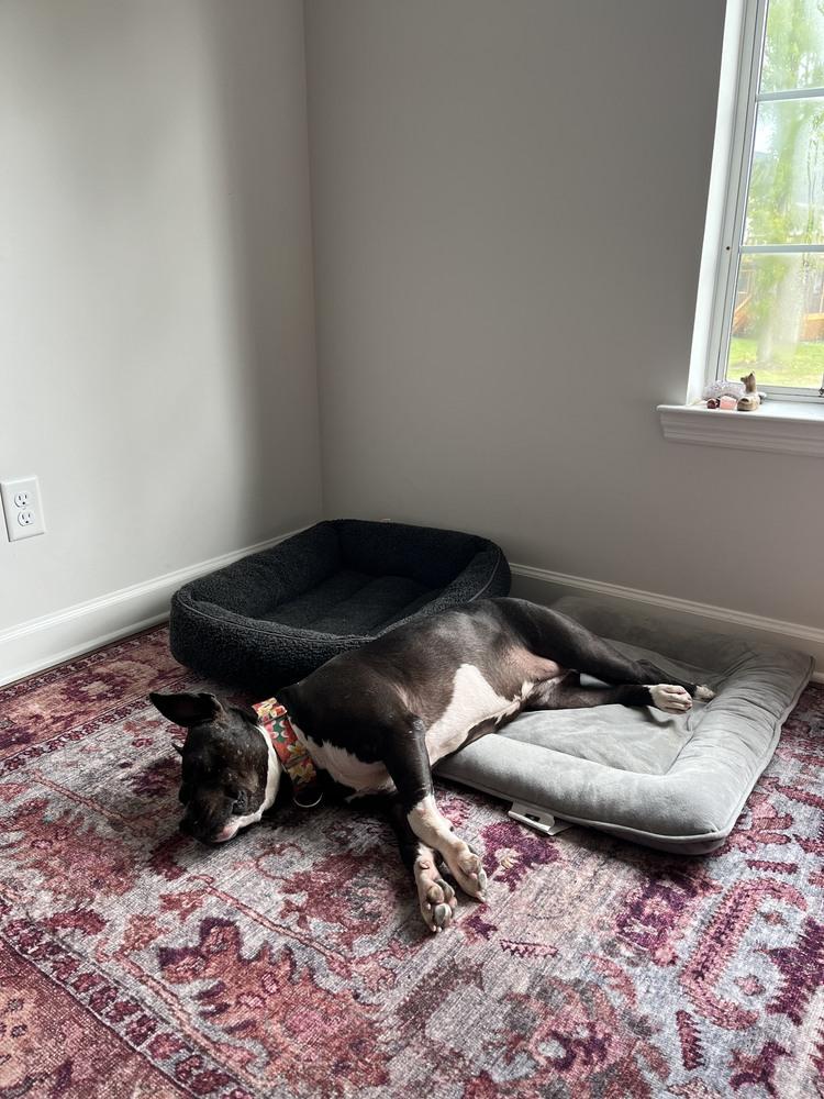 Proud Mary - 4030TN, a Adoptable mixed breed in Maryville, TN image 5/5