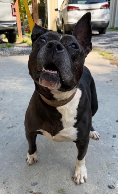 Enlarge Proud Mary - 4030TN, a Adoptable mixed breed in Maryville, TN image 5/6