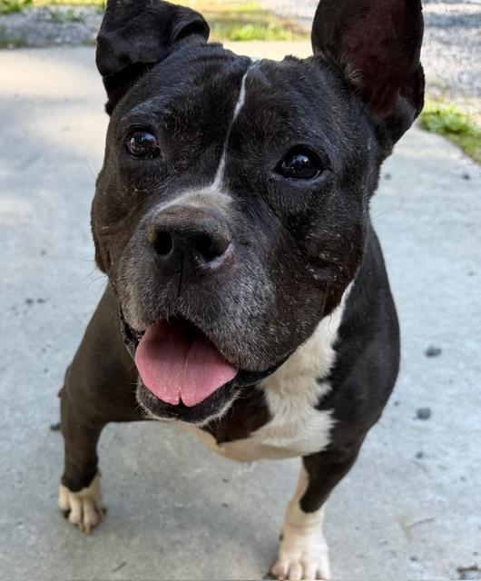 Enlarge Proud Mary - 4030TN, a Adoptable mixed breed in Maryville, TN image 6/6