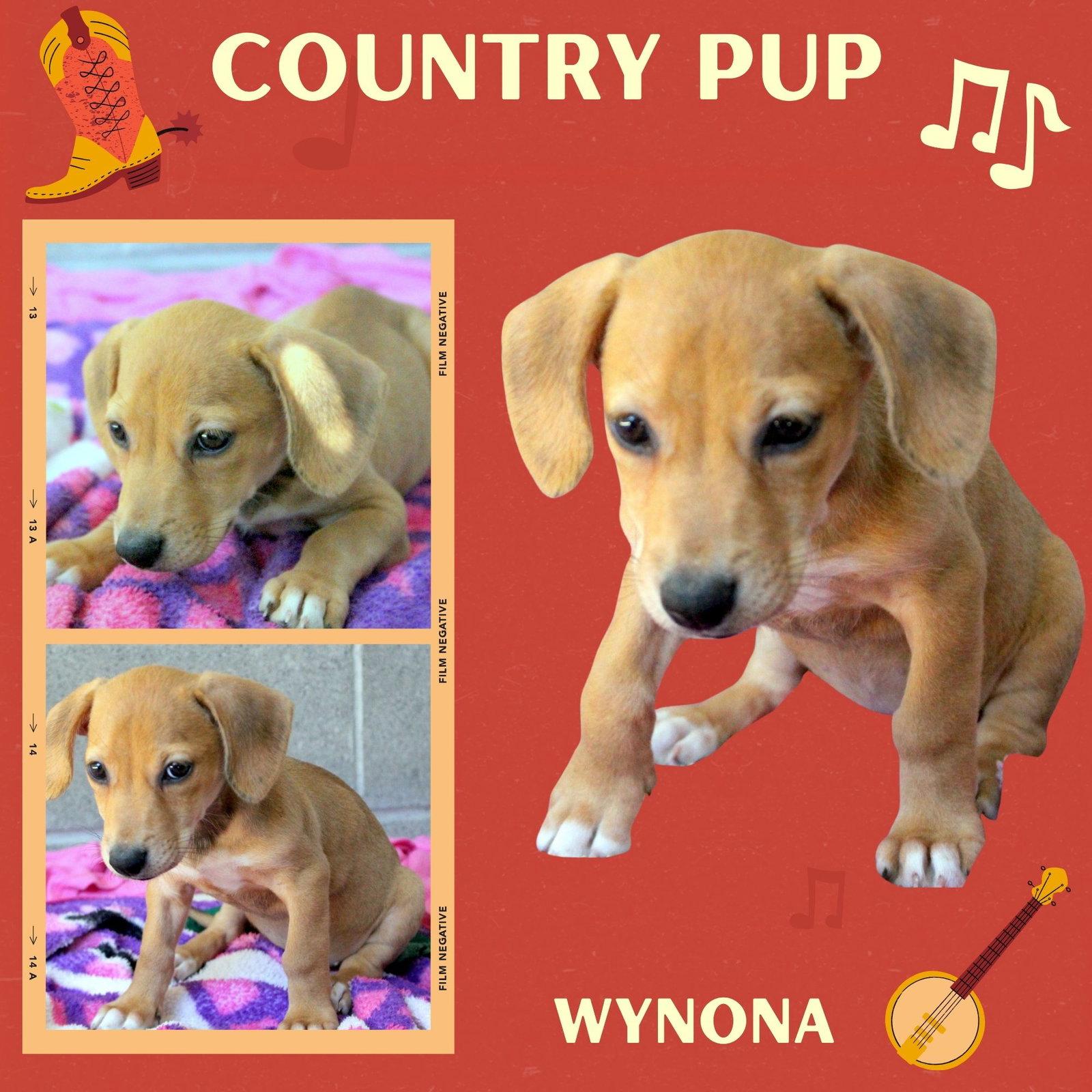 Enlarge Wynona (Puppy), a Adoptable Hound in LINDSAY, CA image 1/1
