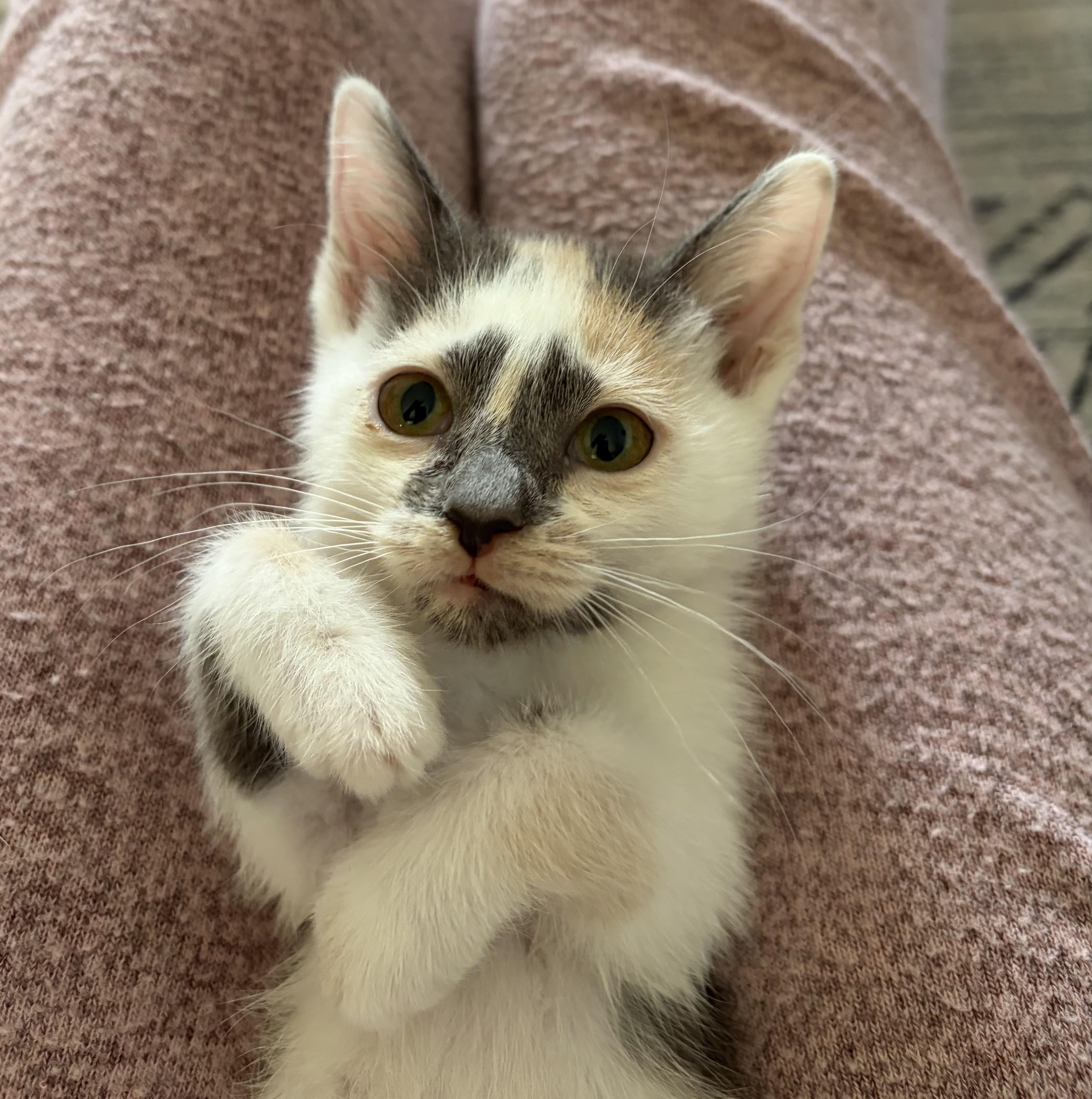 Enlarge Purrl, a Adoptable Domestic Short Hair in Fruit Heights, UT image 1/4