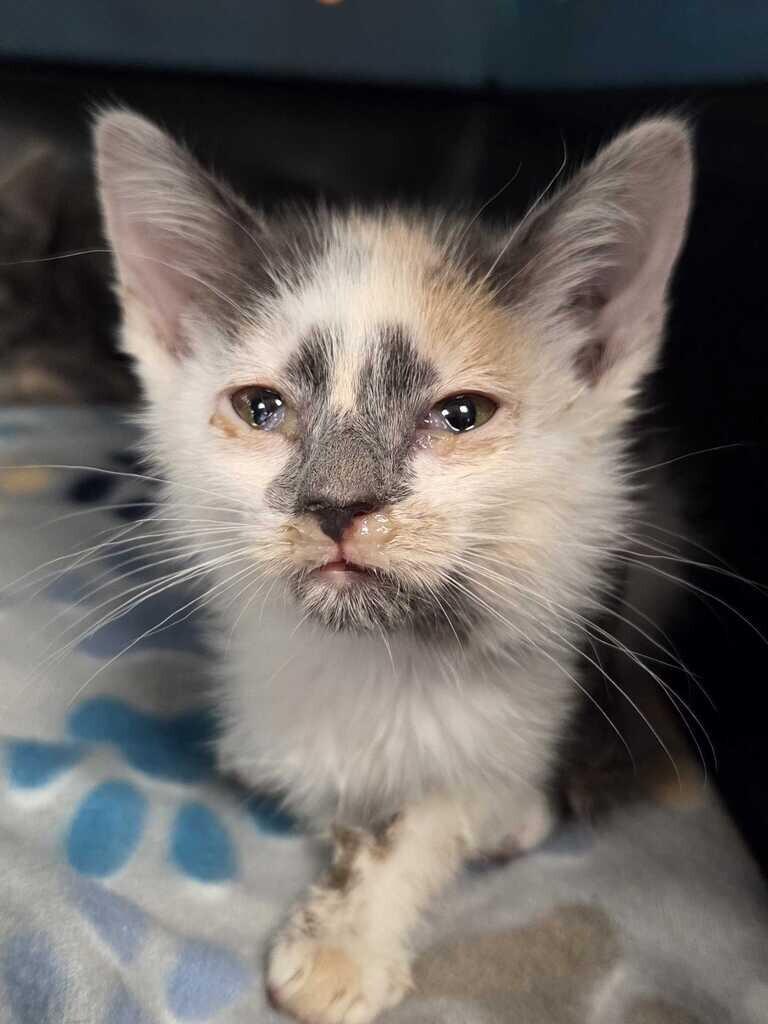 Enlarge Purrl, a Adoptable Domestic Short Hair in Fruit Heights, UT image 2/4