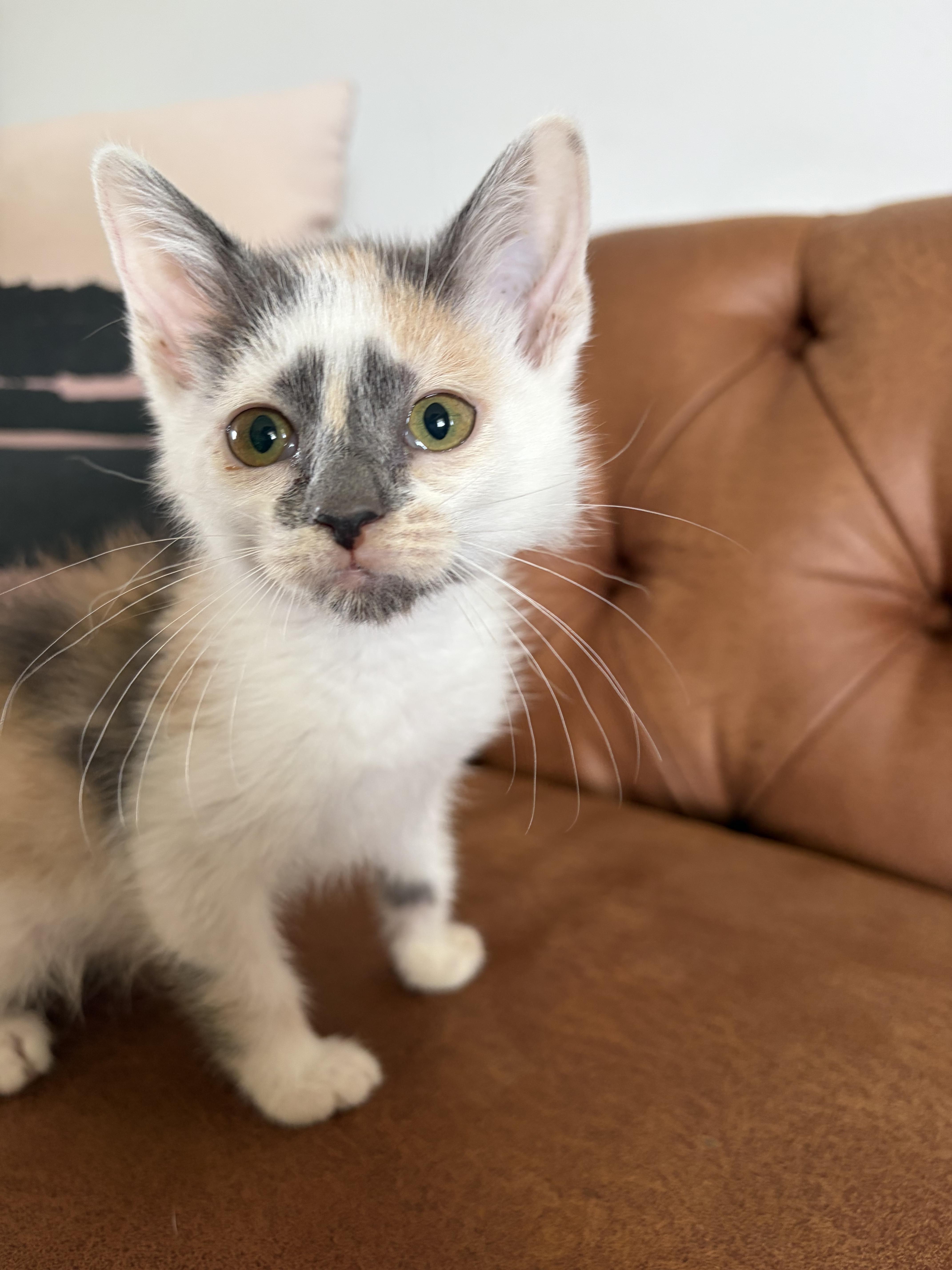 Enlarge Purrl, a Adoptable Domestic Short Hair in Fruit Heights, UT image 3/4