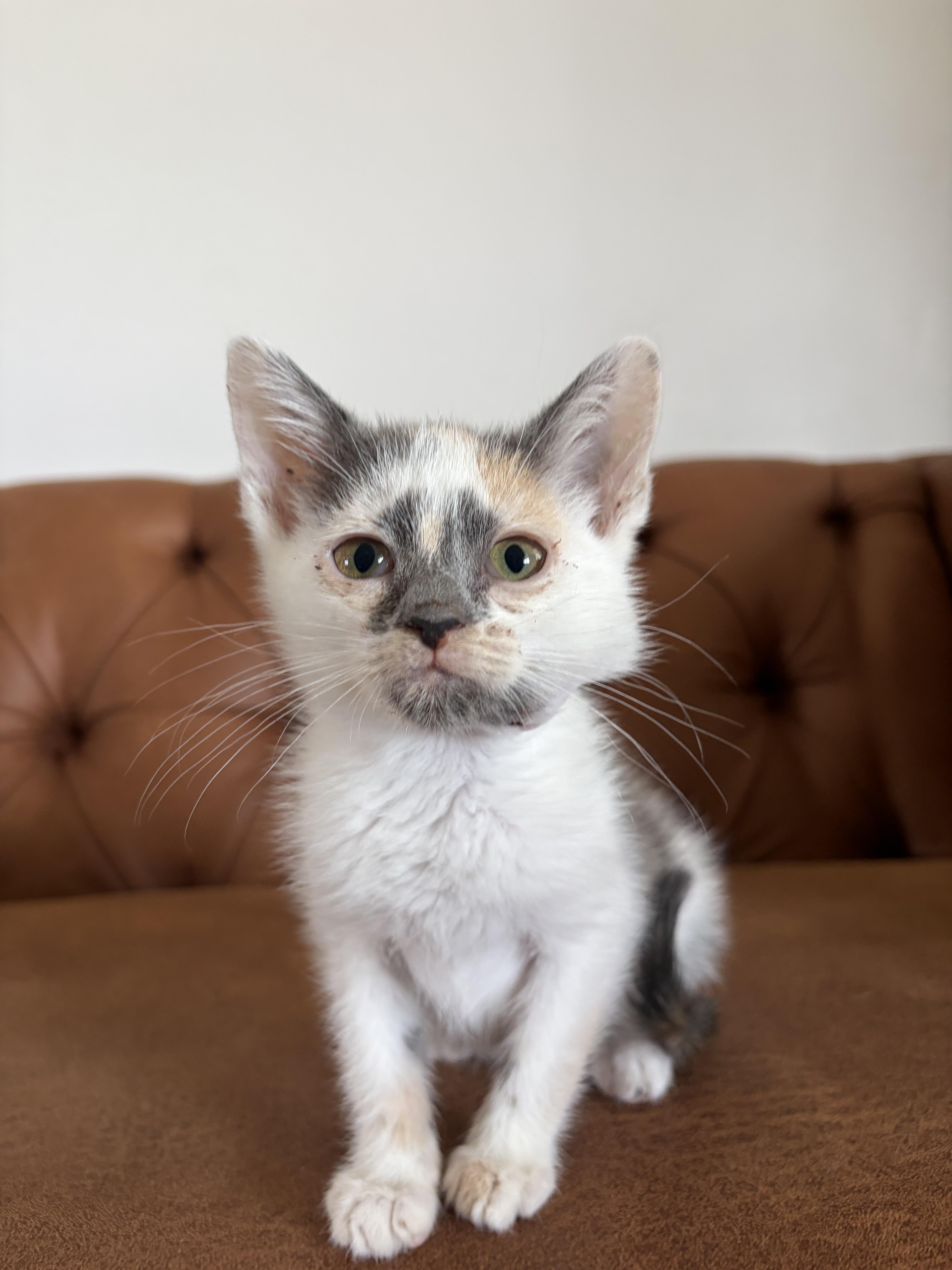Enlarge Purrl, a Adoptable Domestic Short Hair in Fruit Heights, UT image 4/4