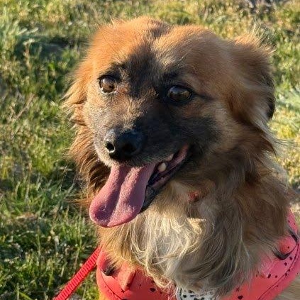 Enlarge George, a Adoptable mixed breed in Marysville, WA image 1/5