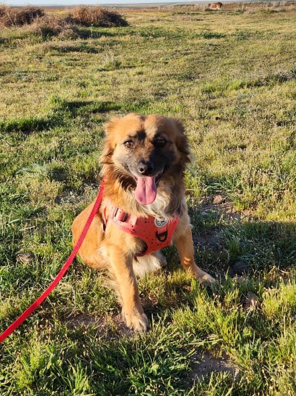 Enlarge George, a Adoptable mixed breed in Marysville, WA image 2/5