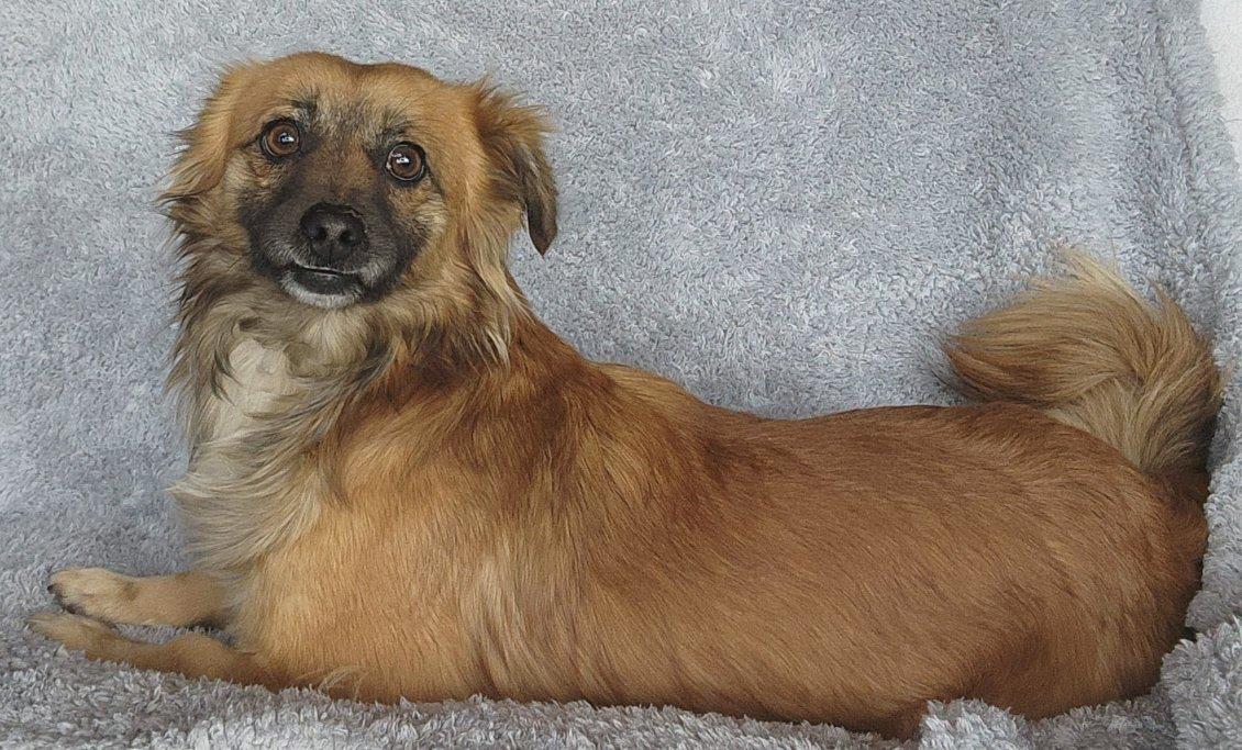 Enlarge George, a Adoptable mixed breed in Marysville, WA image 4/5