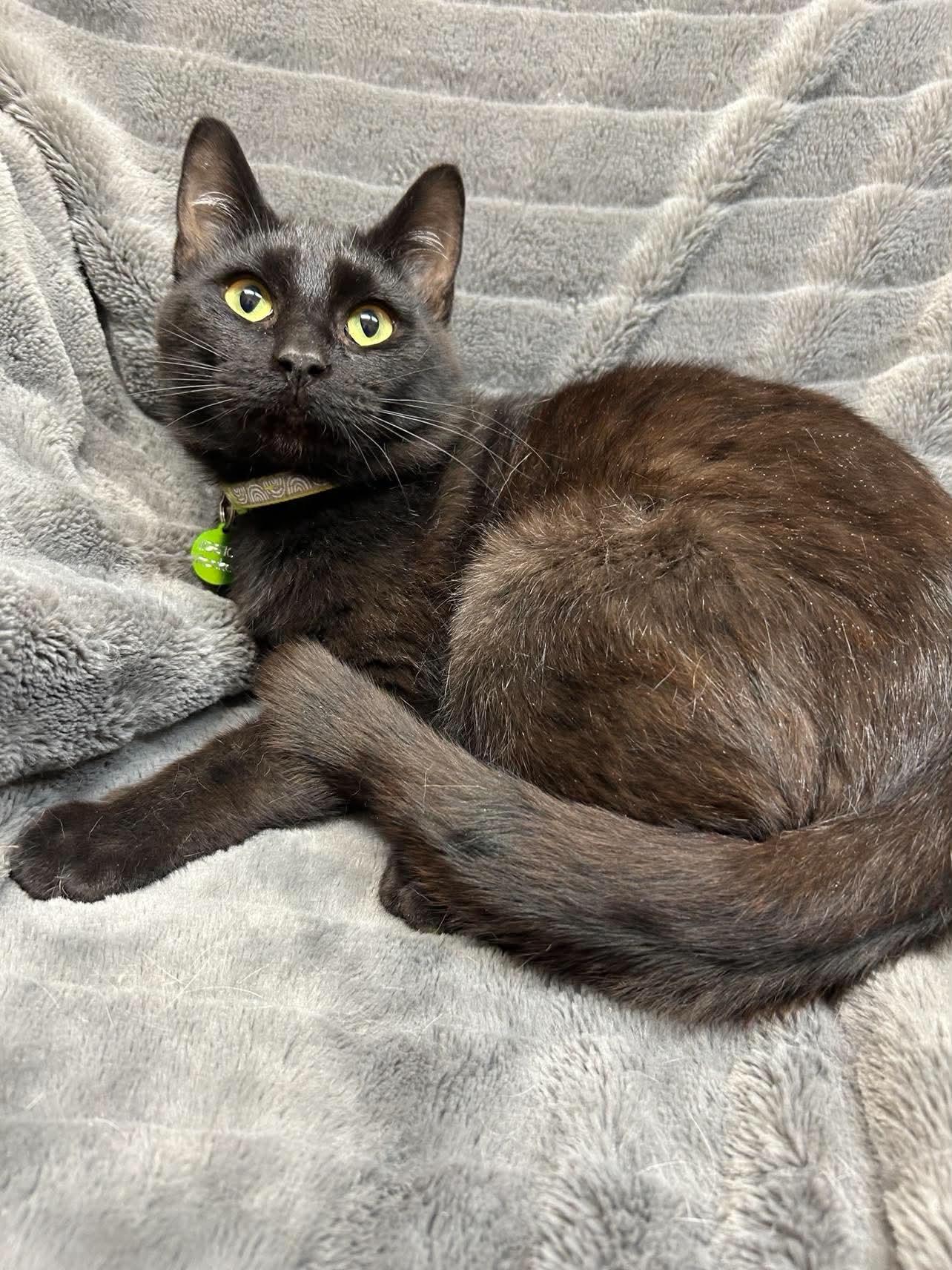 Rocket, a ADOPTABLE Domestic Short Hair in Alexandria, MN image 2/3