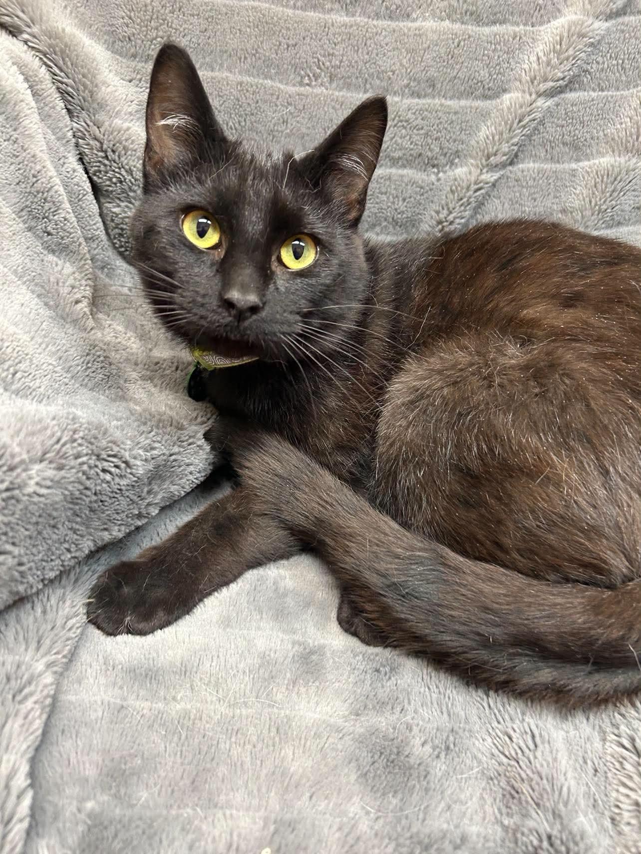 Rocket, a ADOPTABLE Domestic Short Hair in Alexandria, MN image 1/3